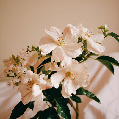 Heart notes